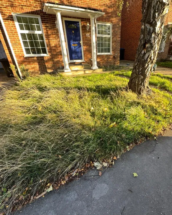 Long, uncut front lawn outside a brick house